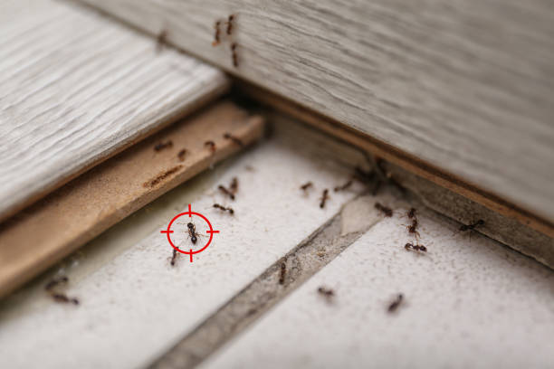 Trusted Zumbrota, MN Pest Control Experts