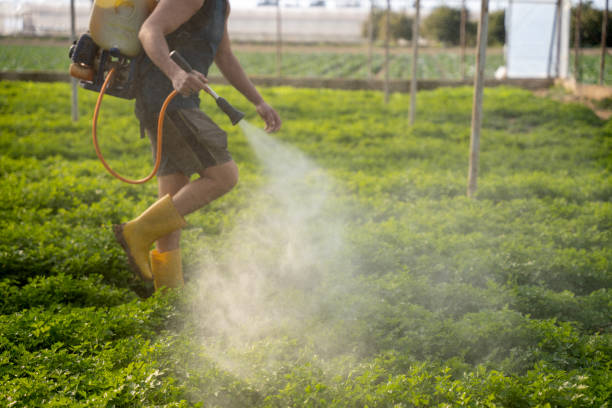 Best Mosquito Control Services  in Zumbrota, MN